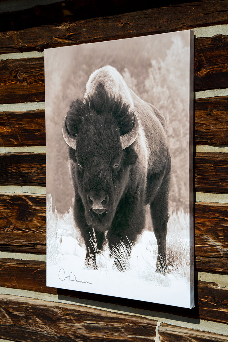 Artistic photography Buffalo Wildlife Bison Sepia Classic canvas gallery wrap on log wall. Wall Decor done in classic old time western Sepia . Cat Pentescu Photography