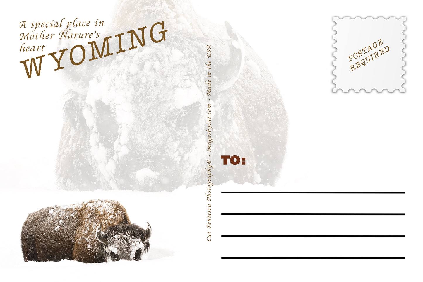 ADVICE FROM THE SNOWY BUFFALO POSTCARD