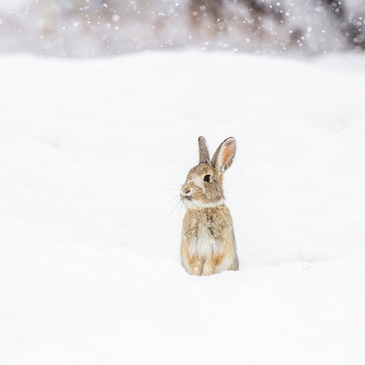 SNOW BUNNY ACCENT PILLOW COVER