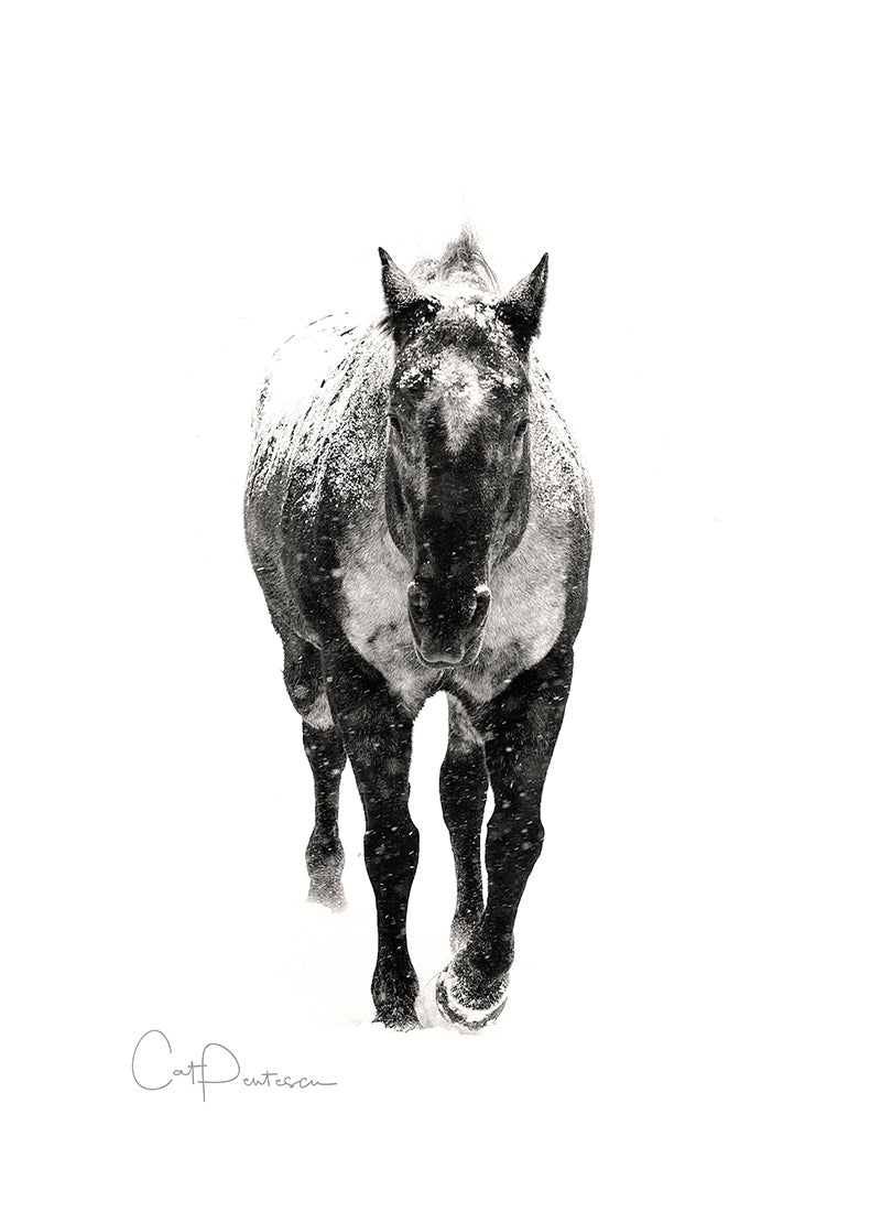 APPALOOSA SNOW