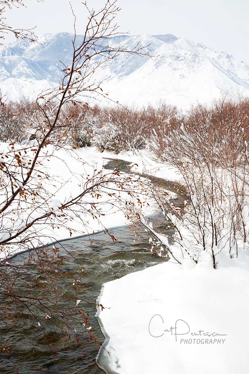 COLD FLOW