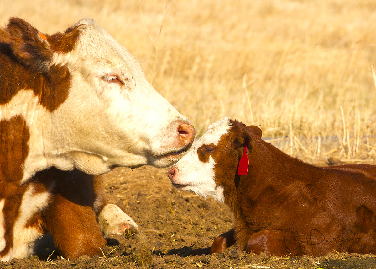 Greeting Card - COW CARE