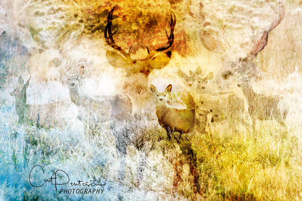 DEER HUNT