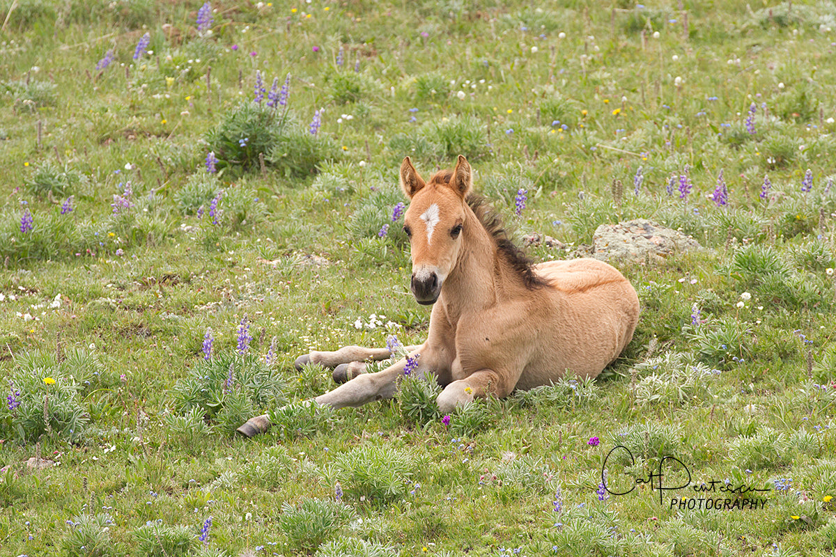 FLOWERED FOAL