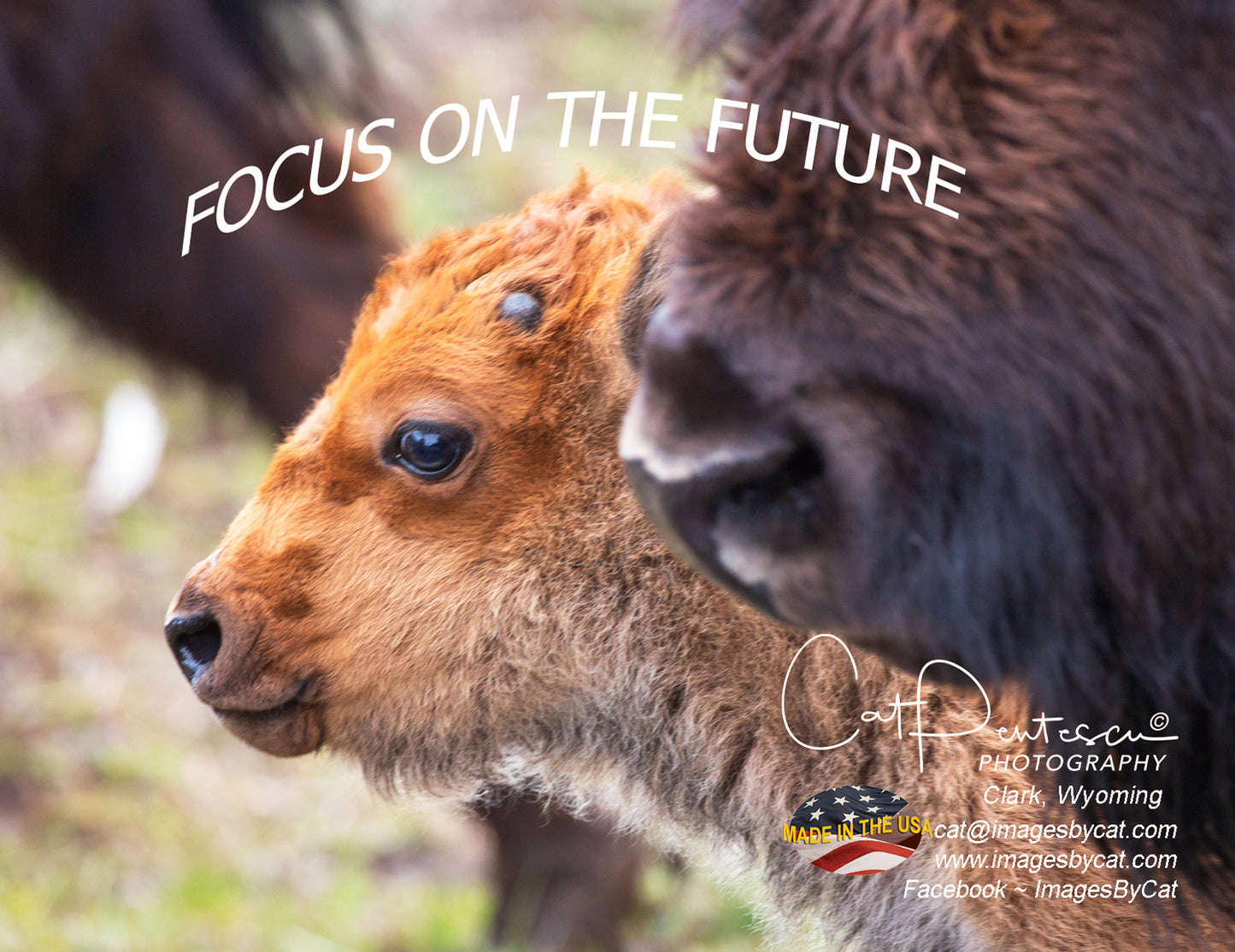 Note Cards - FOCUS ON THE FUTURE