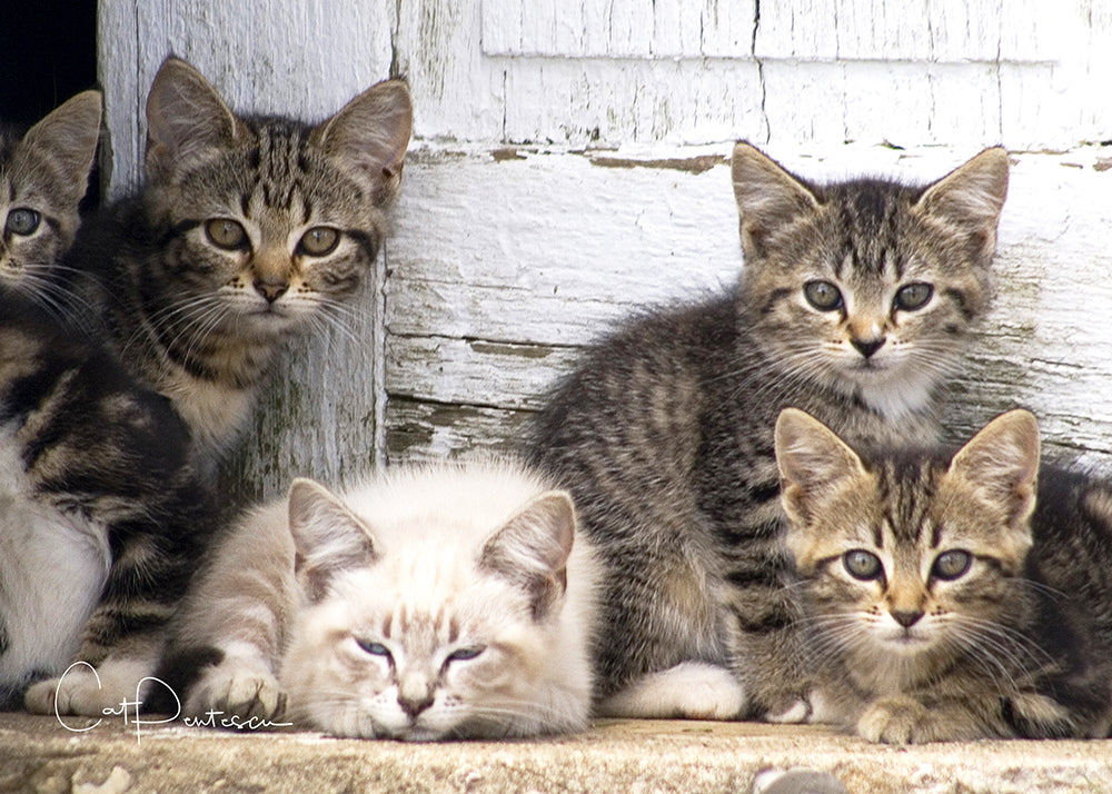 Greeting Card - FUTURE MOUSERS OF AMERICA