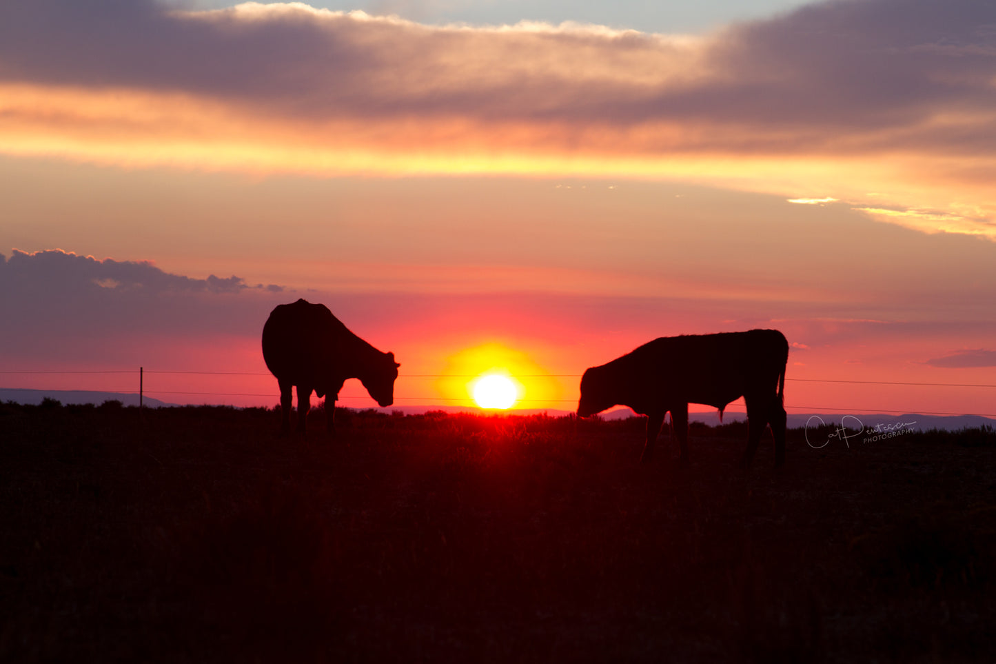 GRAZING SUNSET