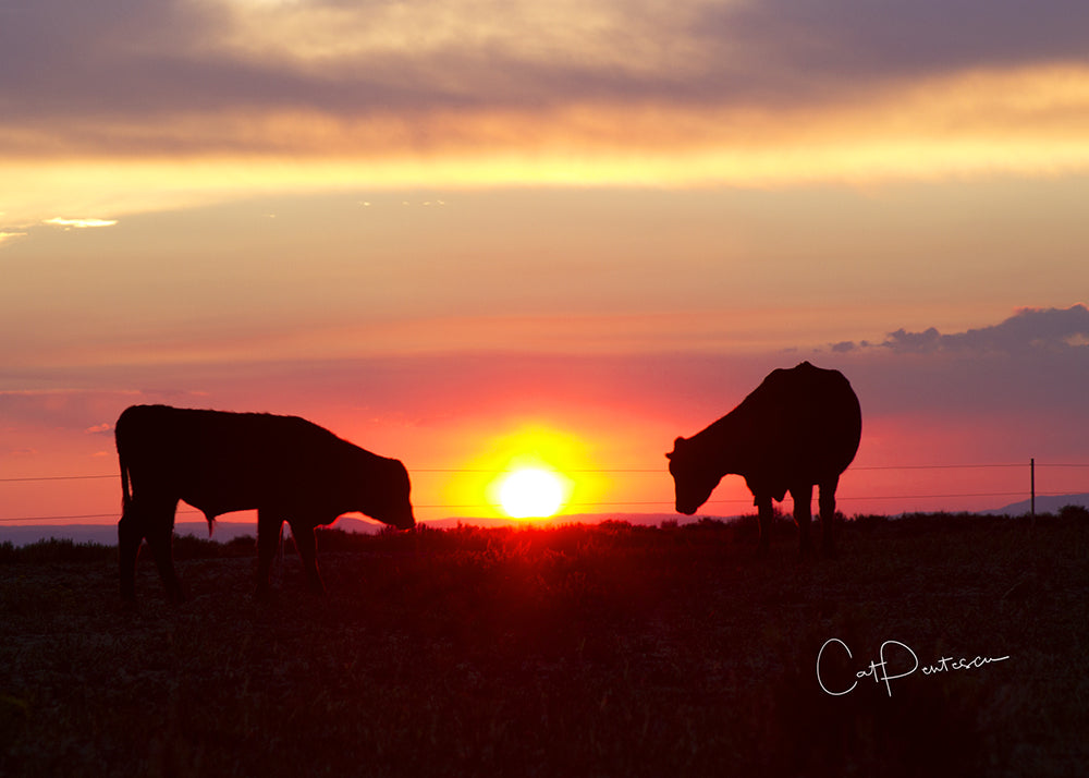 Greeting Card - GRAZING SUNSET