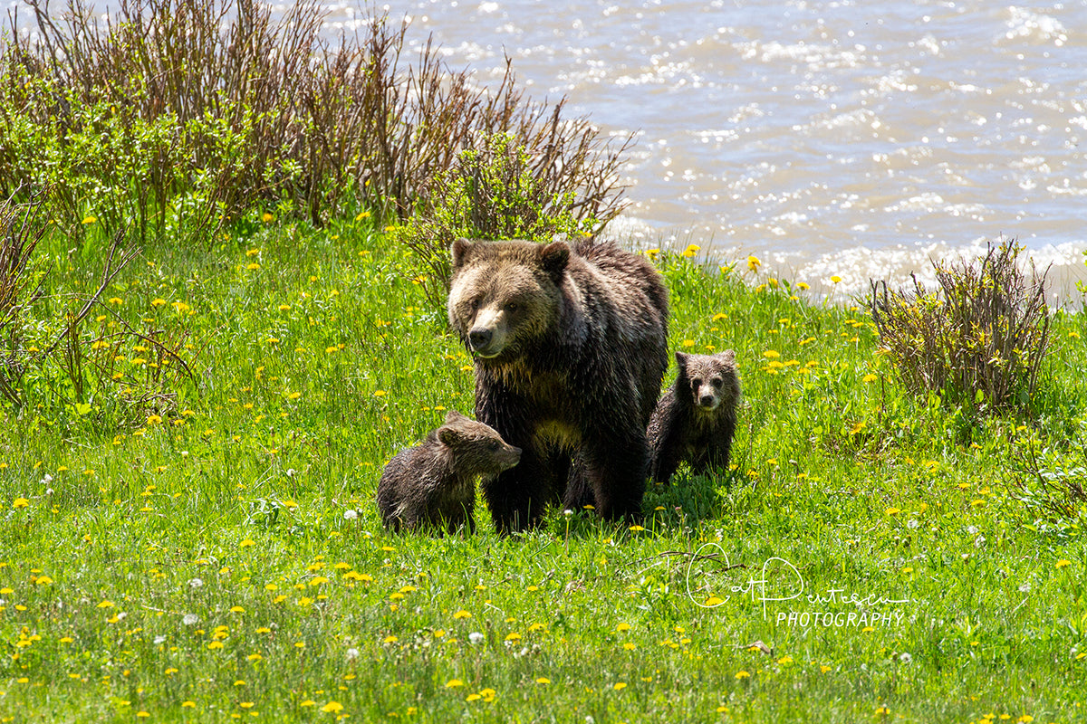 RAISING GRIZ