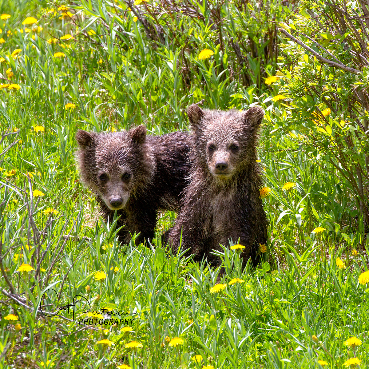 GRIZ TWINS