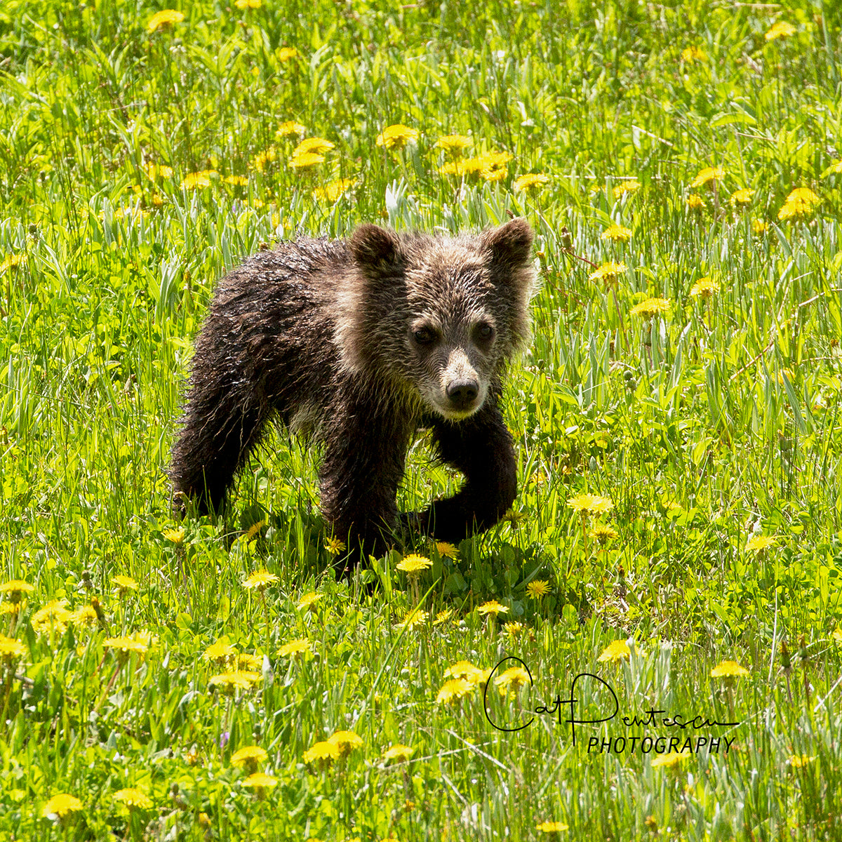 THAT GRIZZLY STRUT