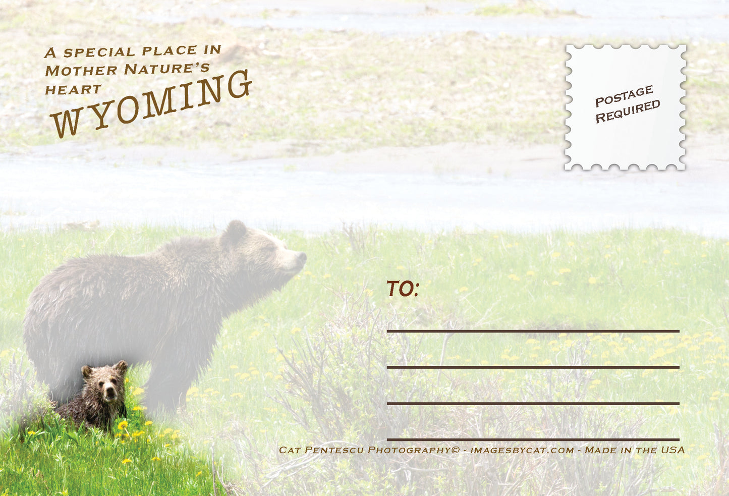 WILD GRIZZLY POSTCARD