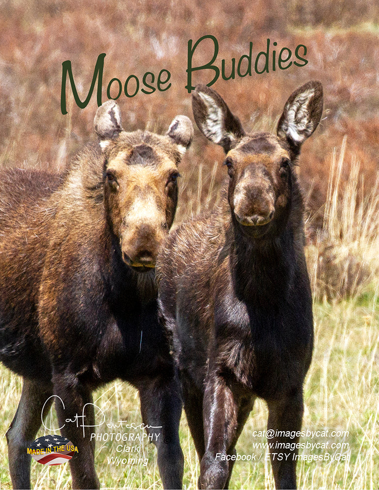 Note Cards - MOOSE BUDDIES