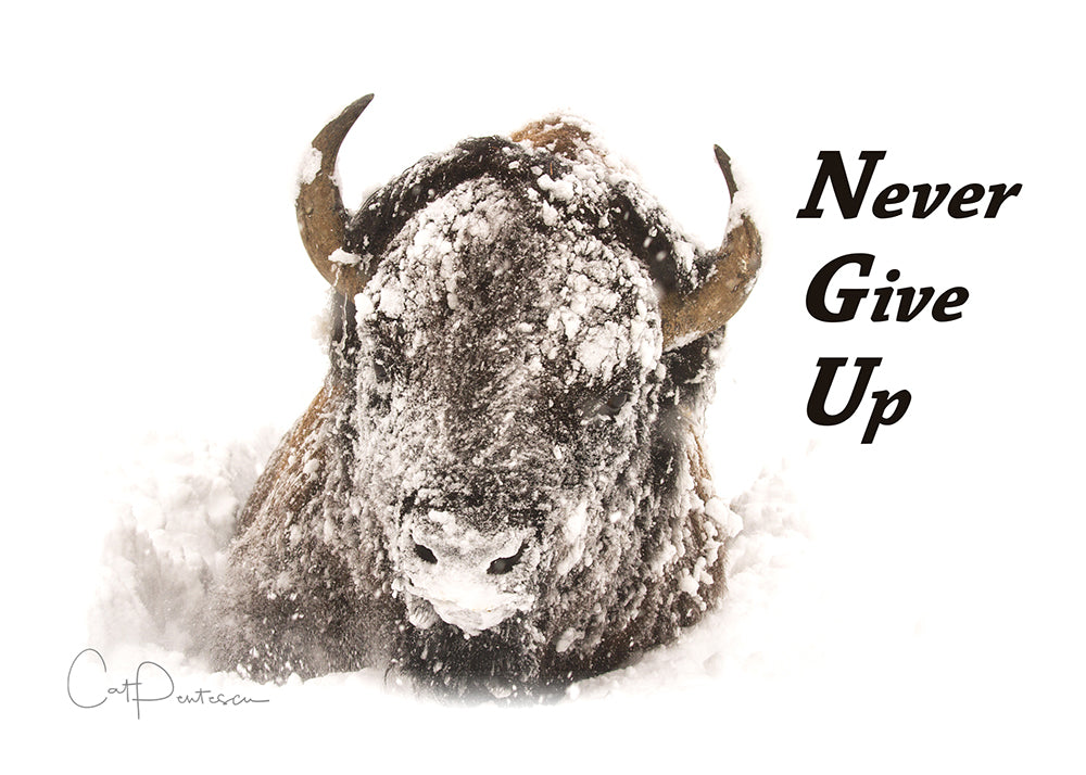 Greeting Card - NEVER GIVE UP