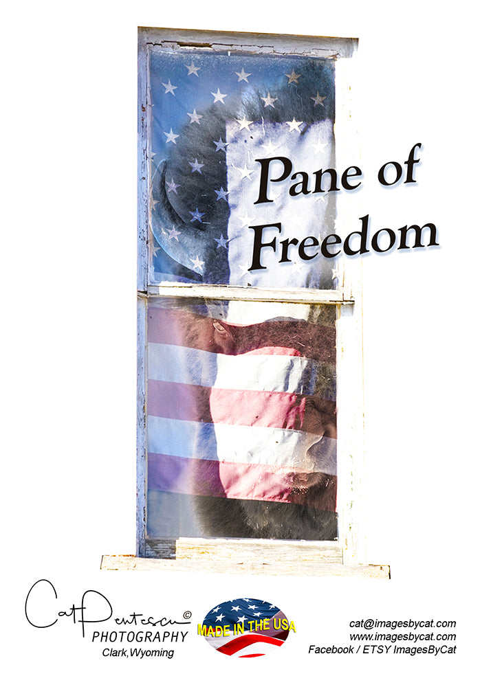 Greeting Card - PANE OF FREEDOM - BUFFALO