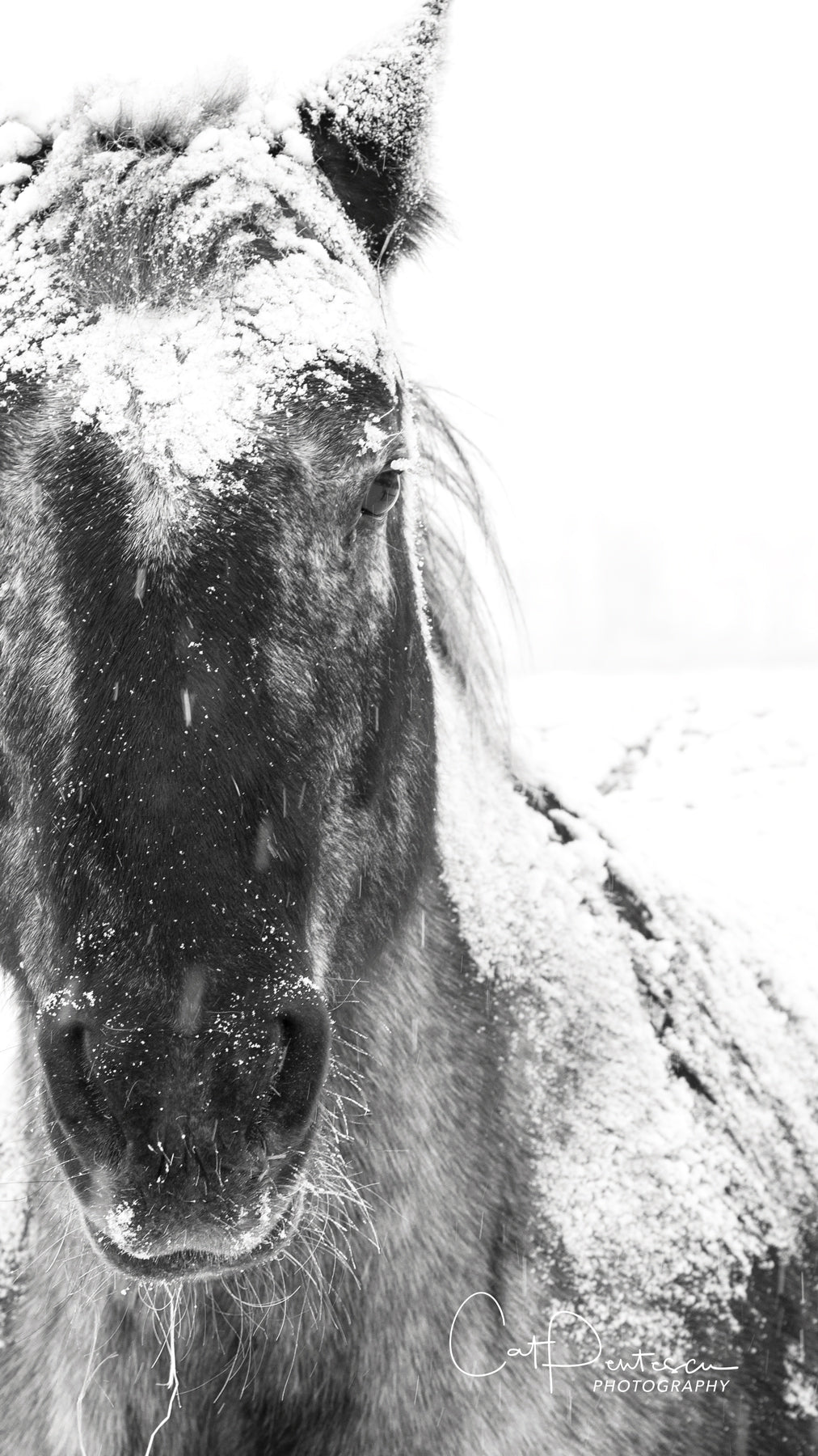 SNOW COLD