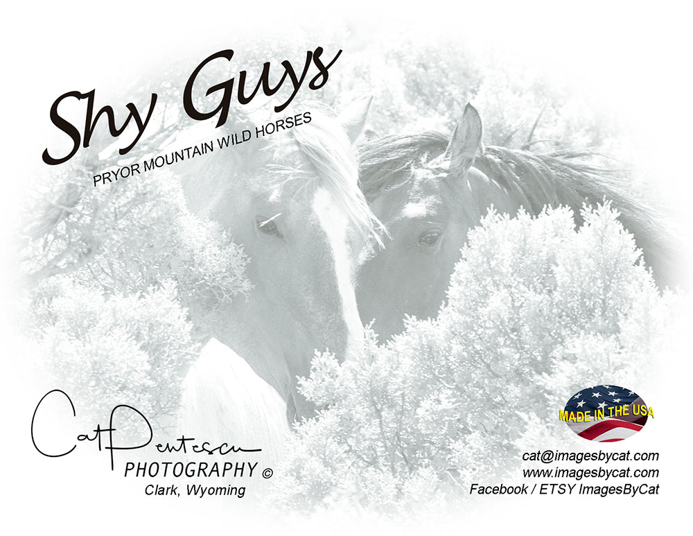 Note Cards - SHY GUYS
