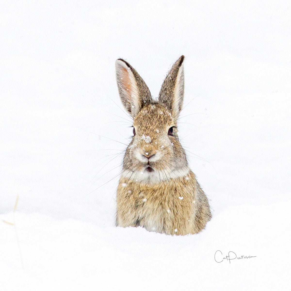 SITTING IN SNOW