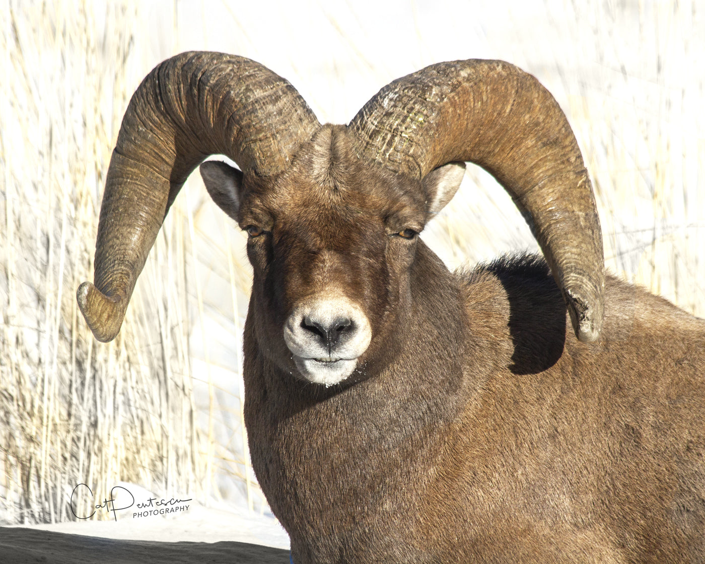 SMILIN' RAM