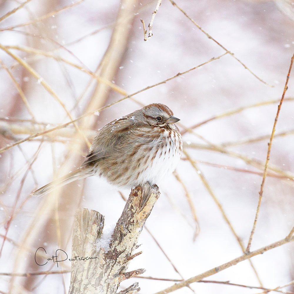 SNOWBIRD