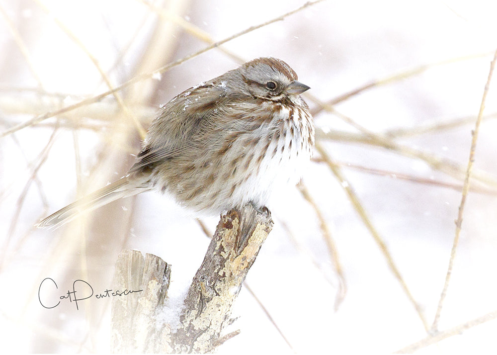 Greeting Card - SNOW BIRD