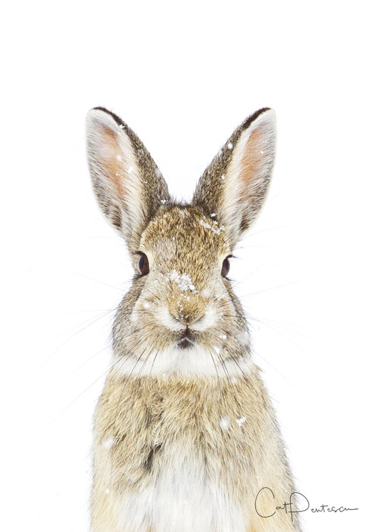 Greeting Card - SNOW BUNNY