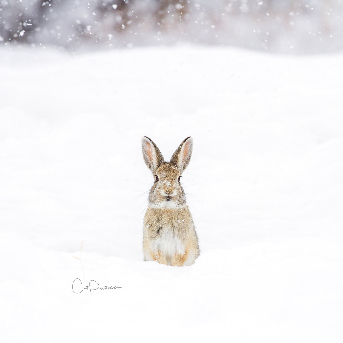 SNOW BUNNY ACCENT PILLOW COVER