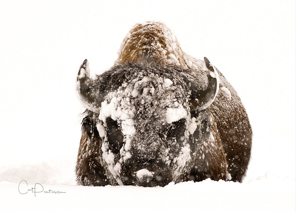 Greeting Card - SNOW PLOW