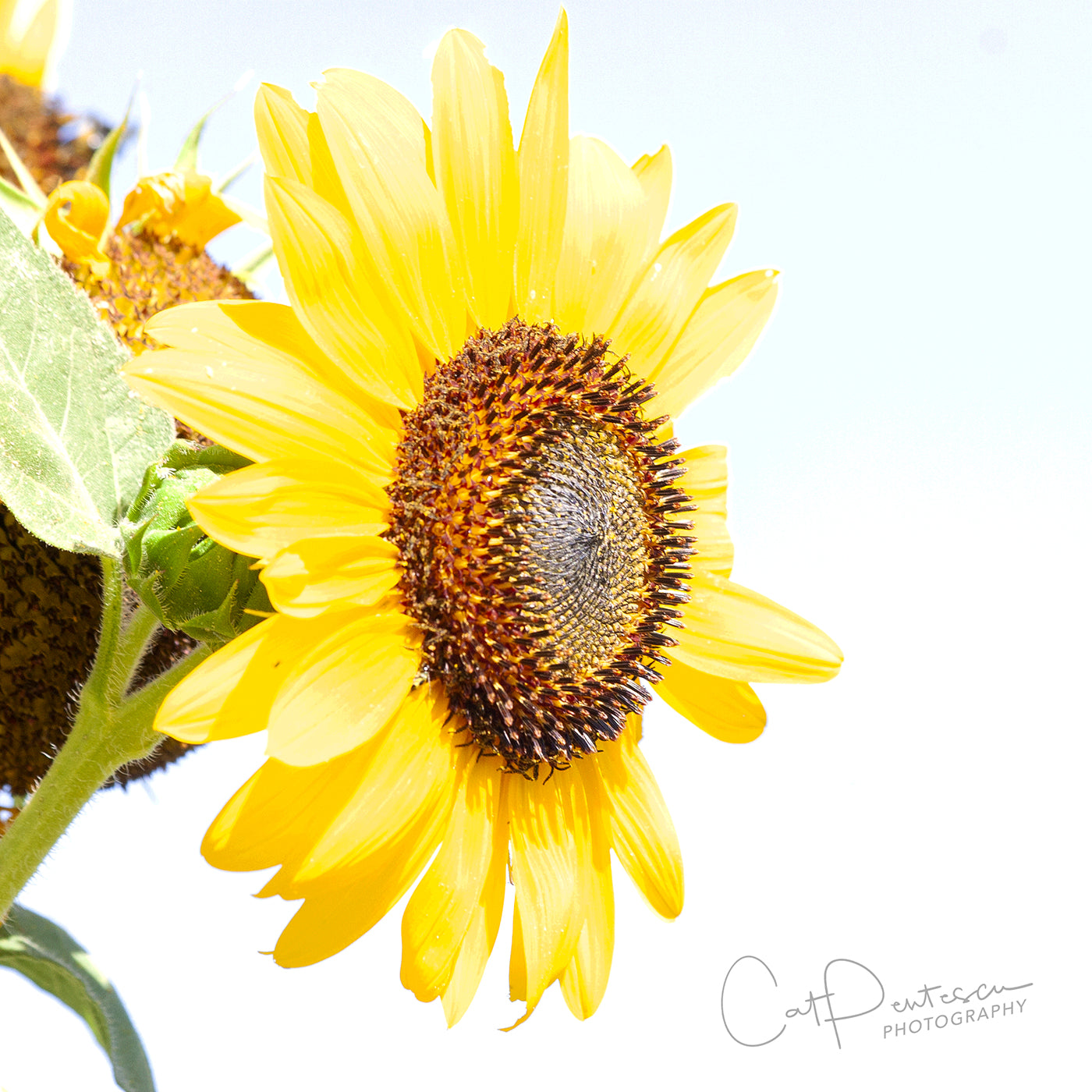 SUNNY FLOWER