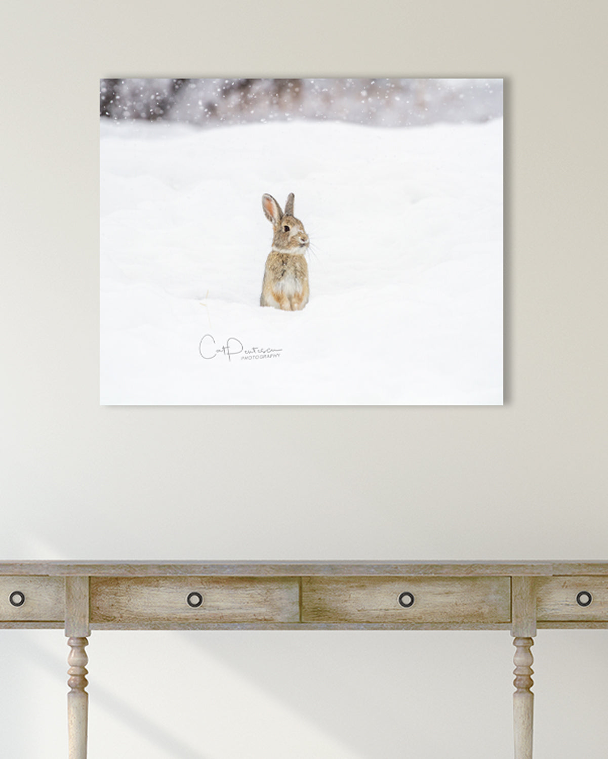 Cold winter day. Snow falling. Wild bunny rabbit sitting up in deep snow. Available on metal, canvas or as a print. Cat Pentescu Photography