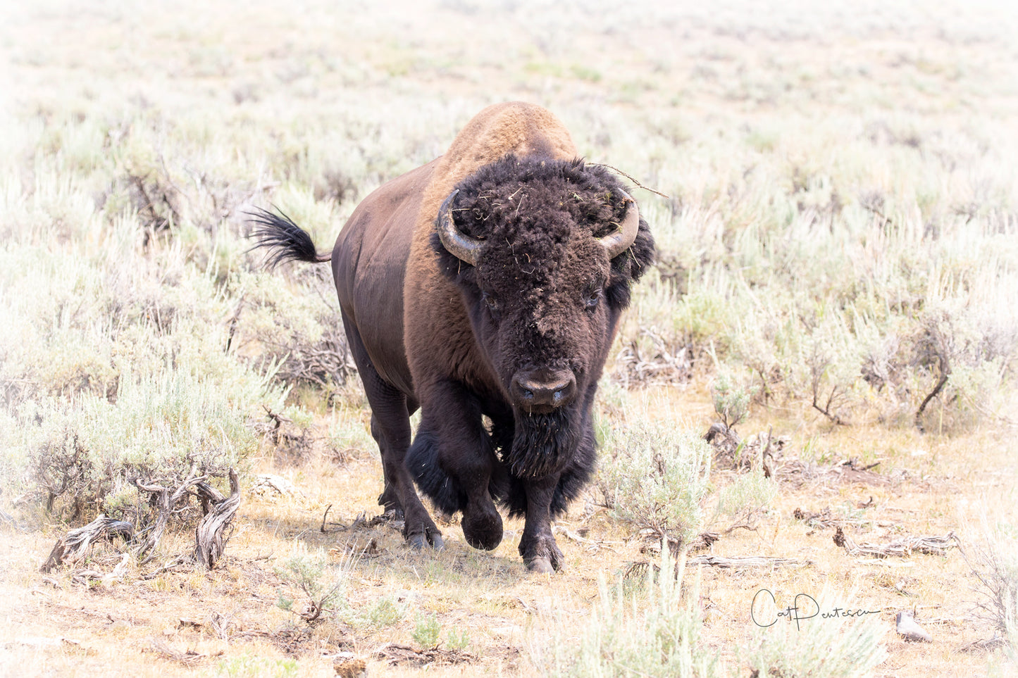 TATANKA