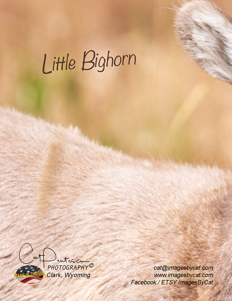 Note Cards - LITTLE BIGHORN ~ Thank You Cards