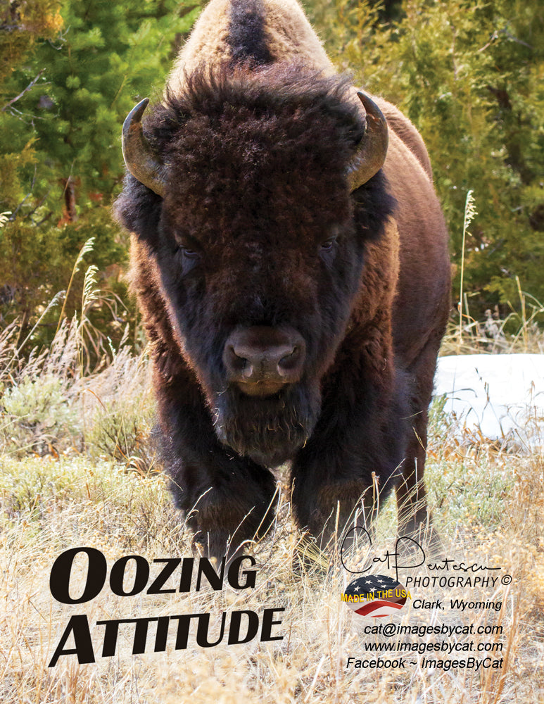 Note Cards - OOZING ATTITUDE ~ Thank You Cards