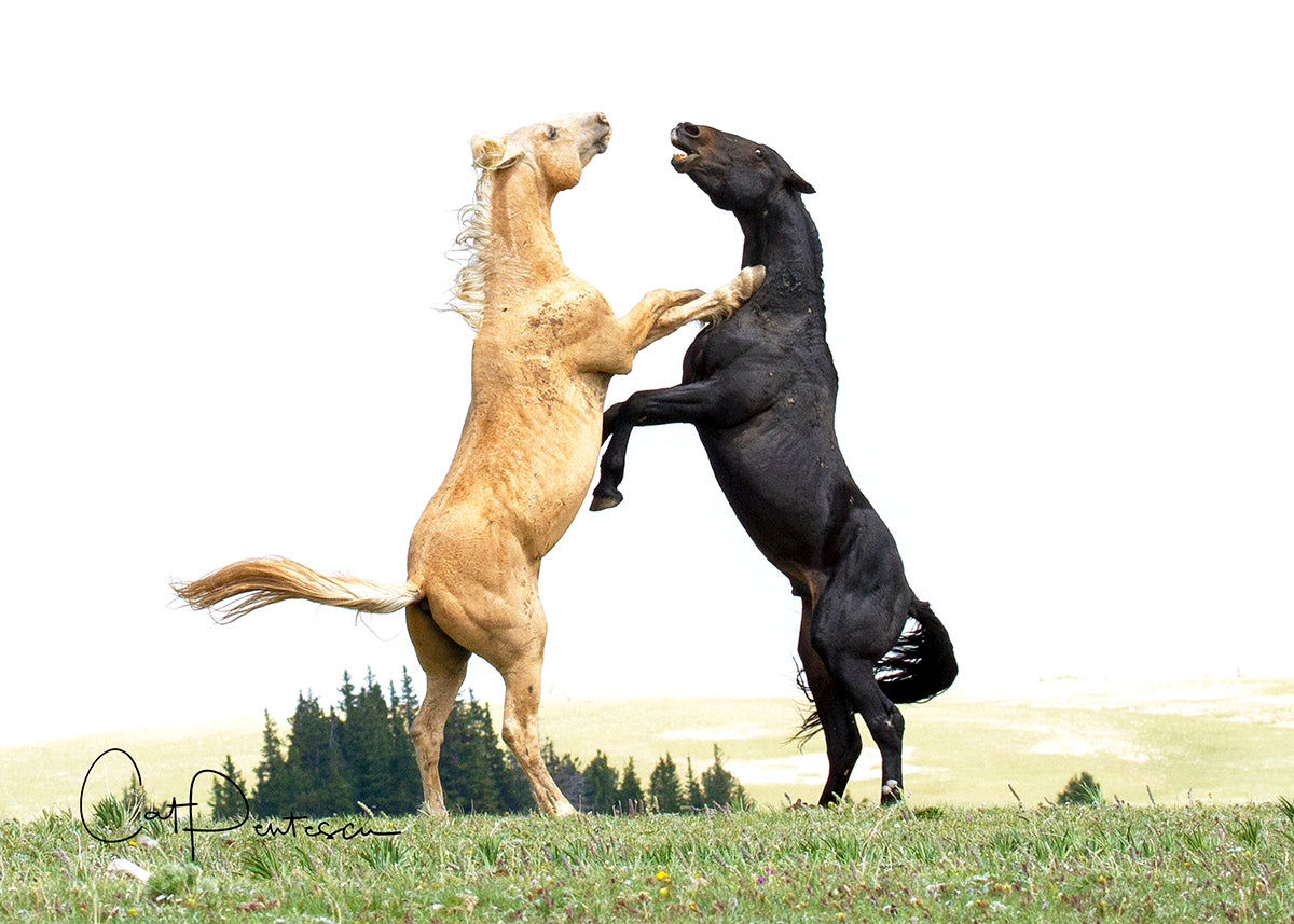 Greeting Card - DUELLING STALLIONS