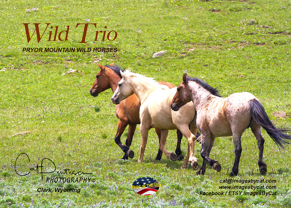 Greeting Card - WILD TRIO