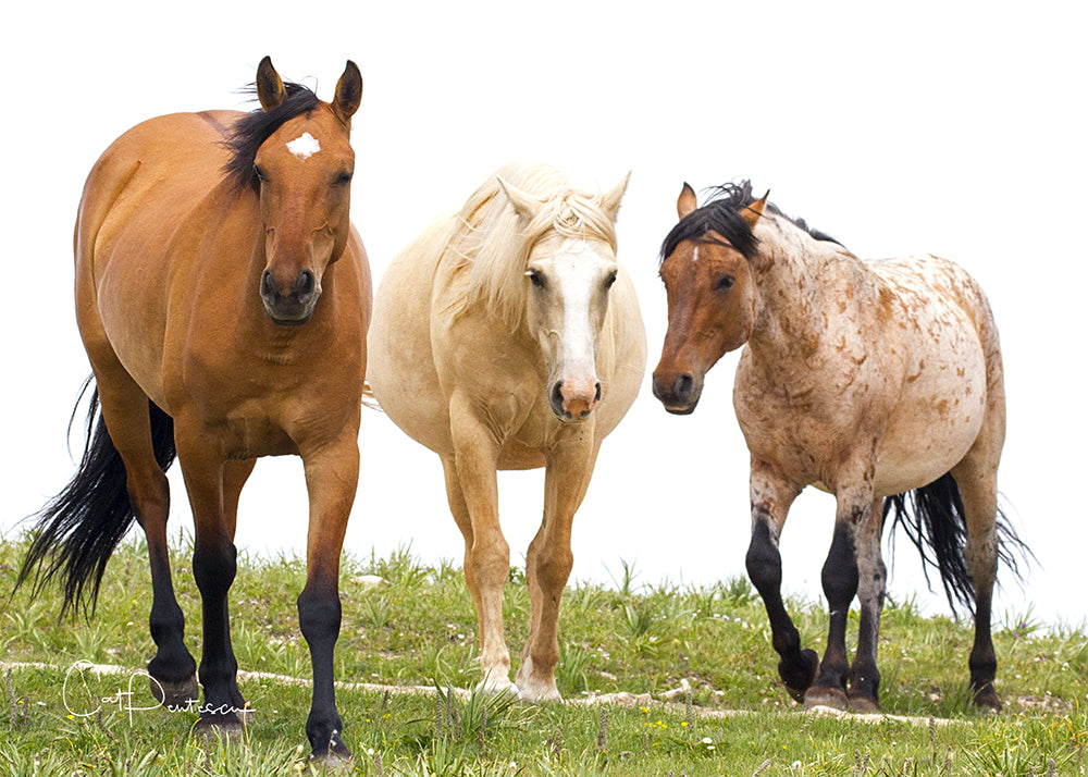 Greeting Card - WILD TRIO