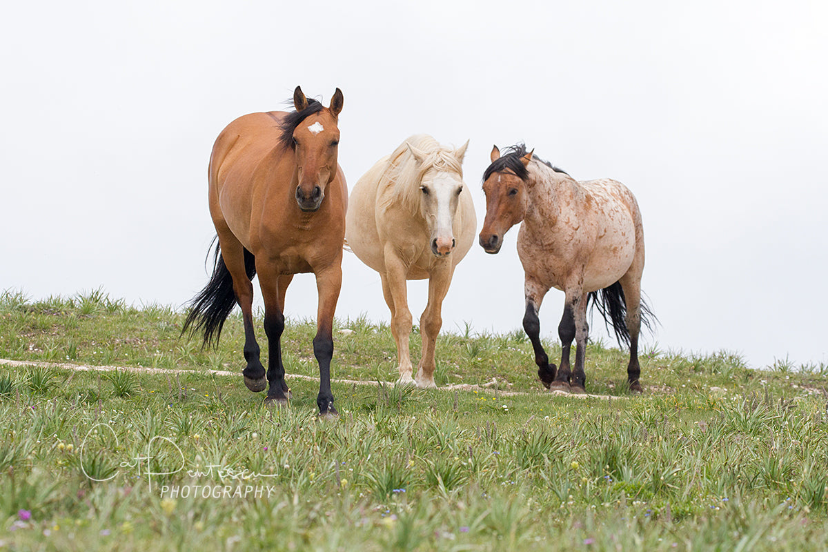 WILD TRIO