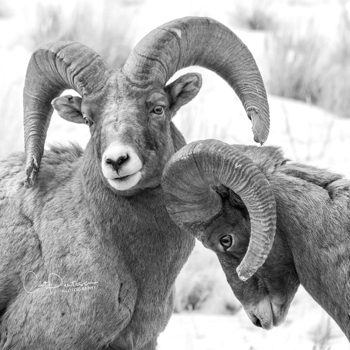 BIGHORN BOYS