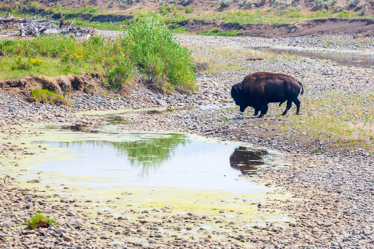 ROAMING THE RIVERBED
