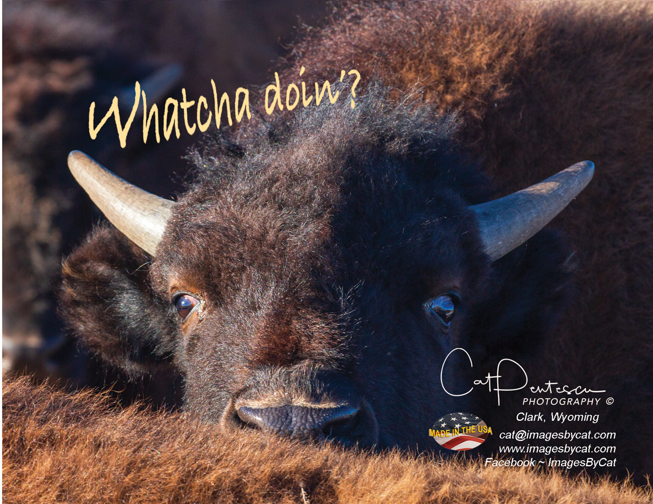 Note Cards - WHATCHA DOIN'?