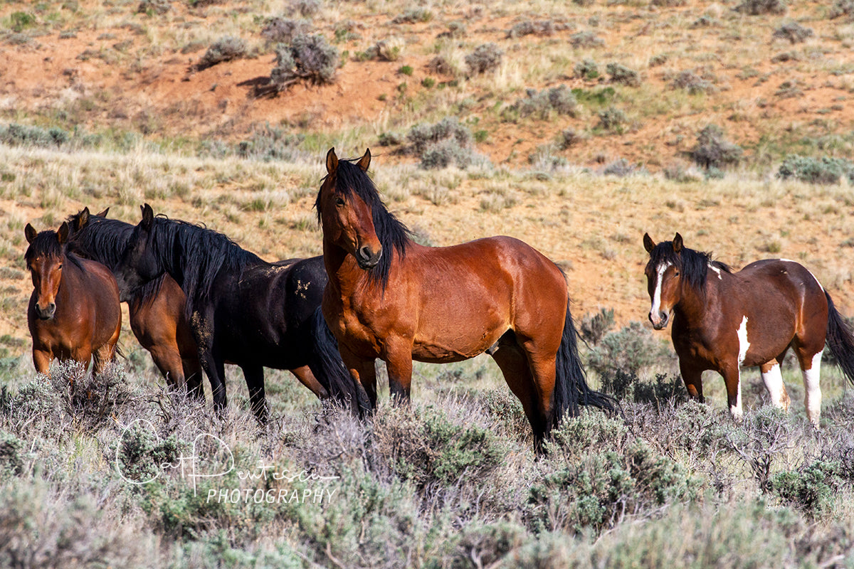 WILD BAND