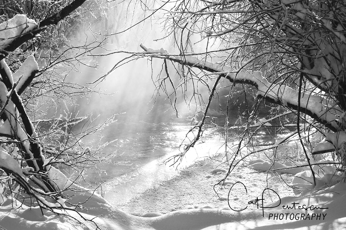 WINTER RUSH