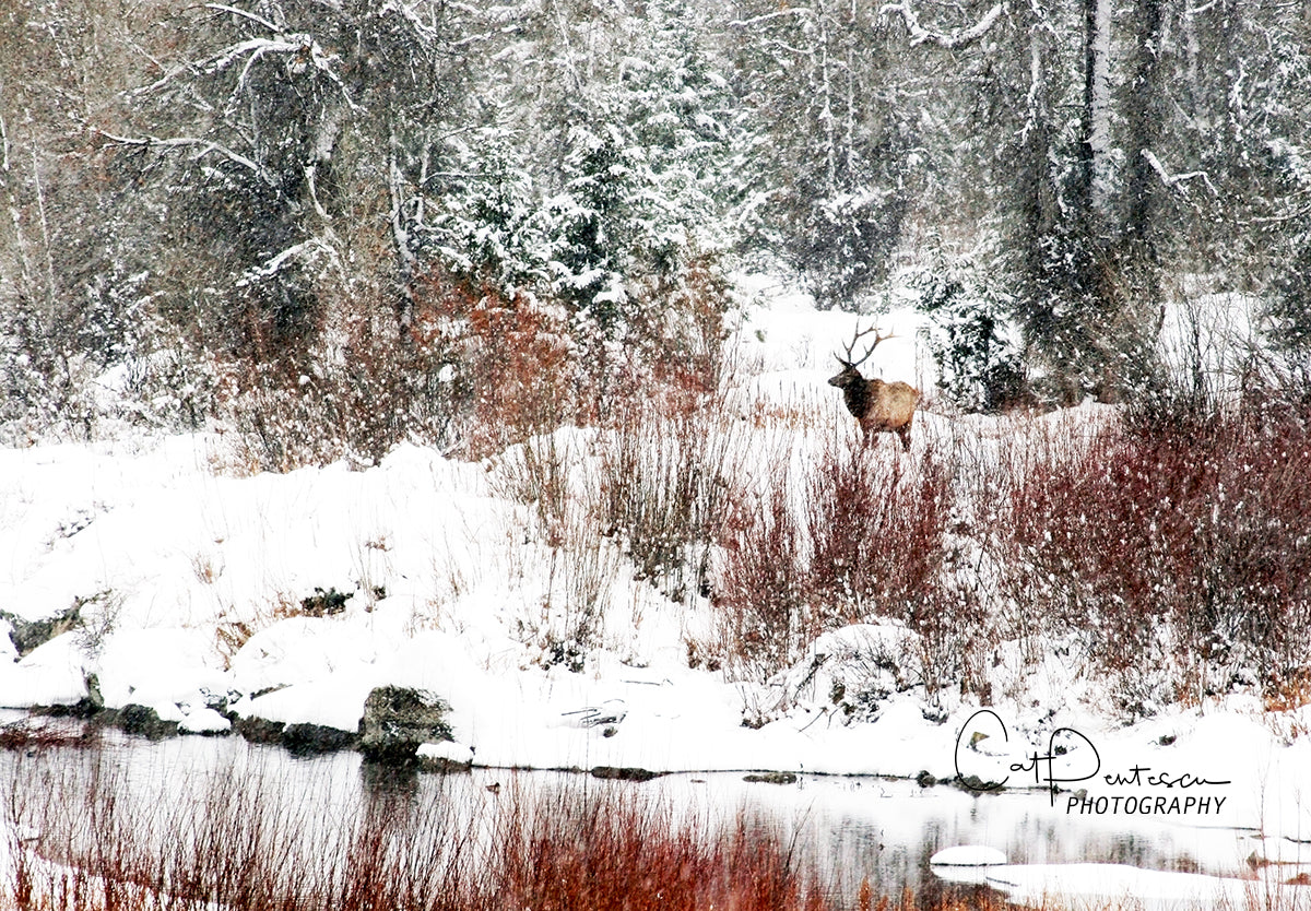 WINTER SOLITUDE