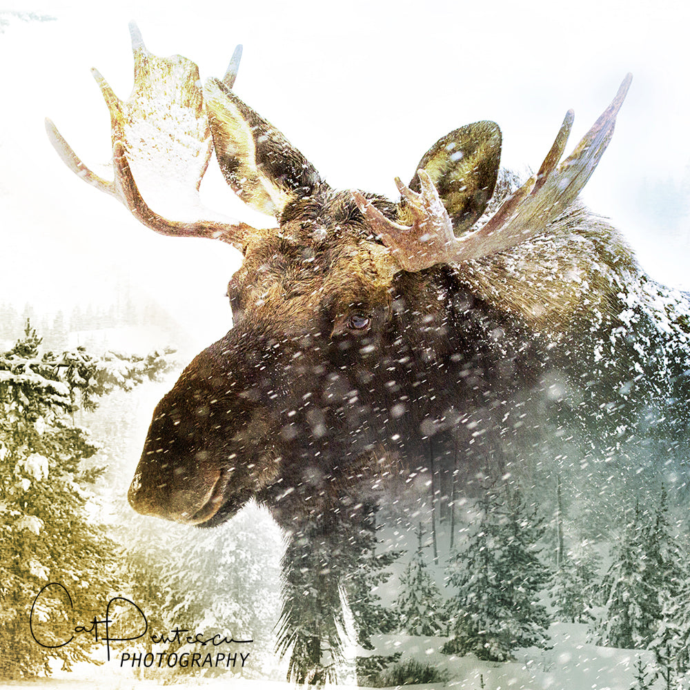 WINTER WALK - square