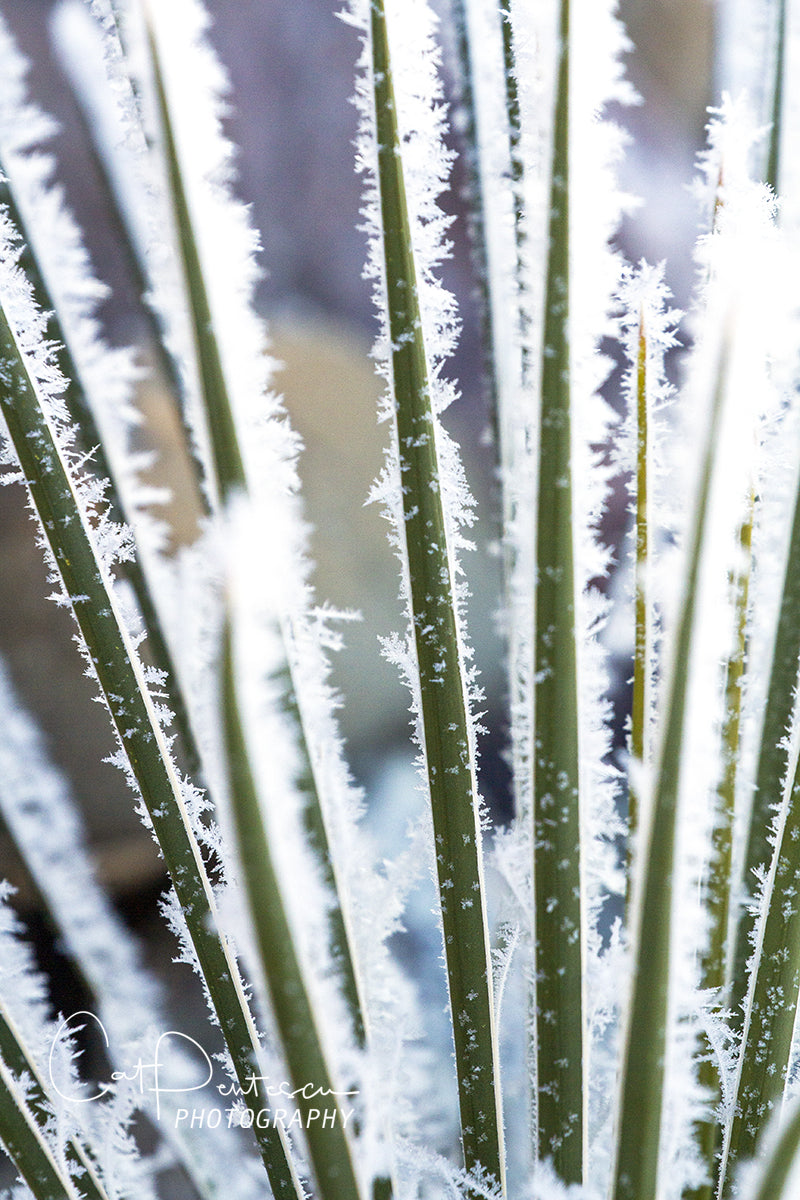 ICED YUCCA