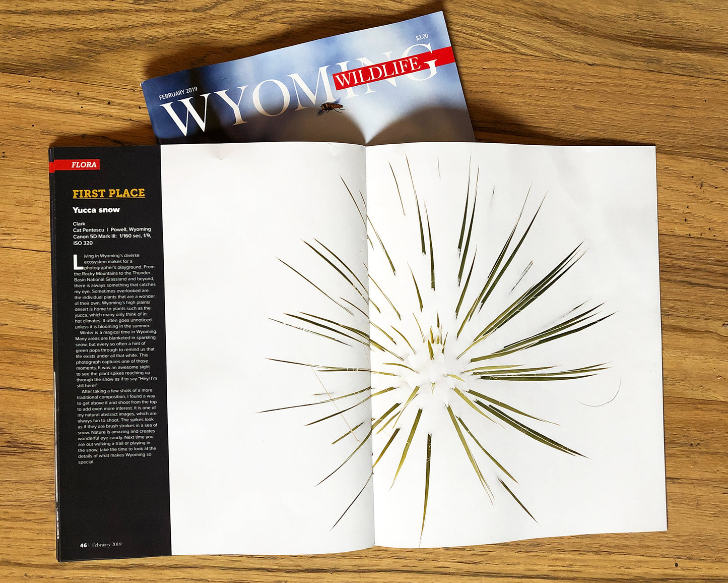 Note Cards - YUCCA SNOW