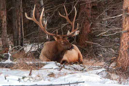 ICED ANTLERS