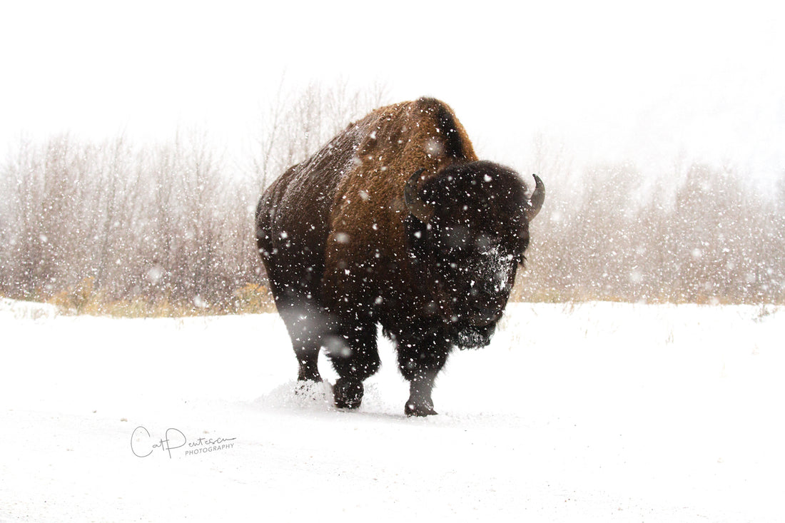 WALKING TOWARD SPRING