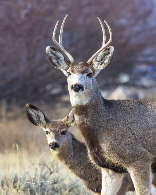 WHAT DID THE DEER HEAR?