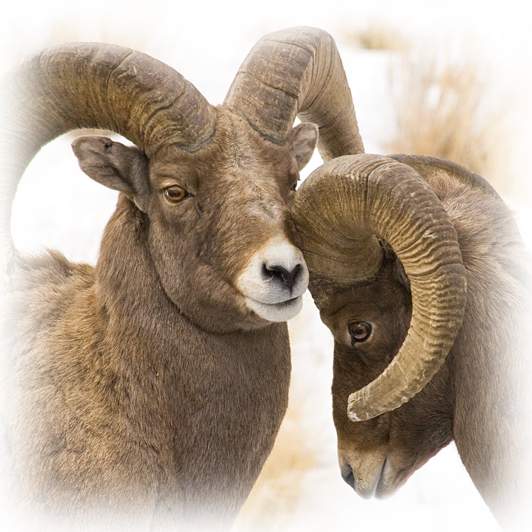 BIGHORN SHEEP / MOUNTAIN GOATS